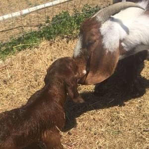 Meet your Posher, Robin